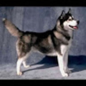 Meet your Posher, Lance